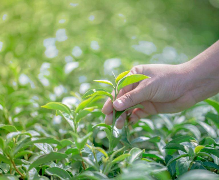 Closeup hand with picking fresh tea leaves in natural organic tea farm